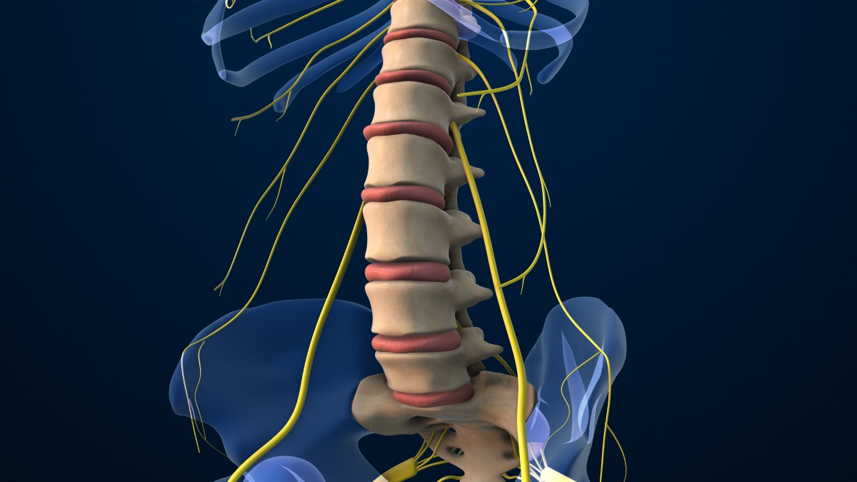 lower body sensory nerves